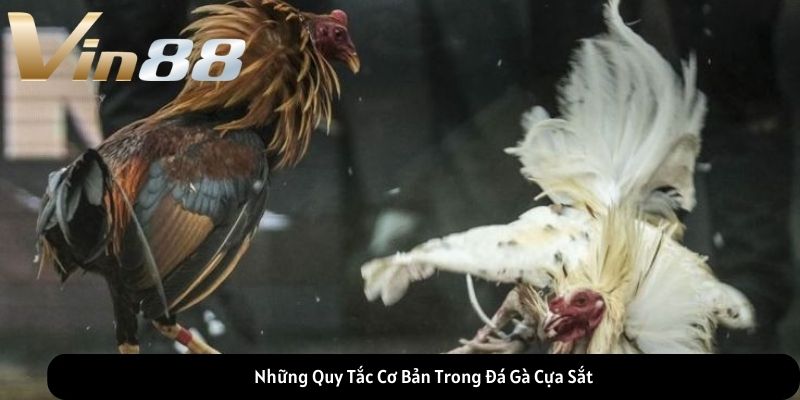 Những Quy Tắc Cơ Bản Trong Đá Gà Cựa Sắt